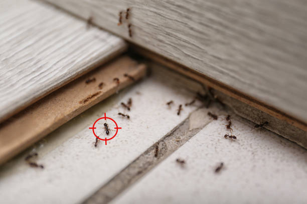 Pest Control for Restaurants in Cottleville, MO