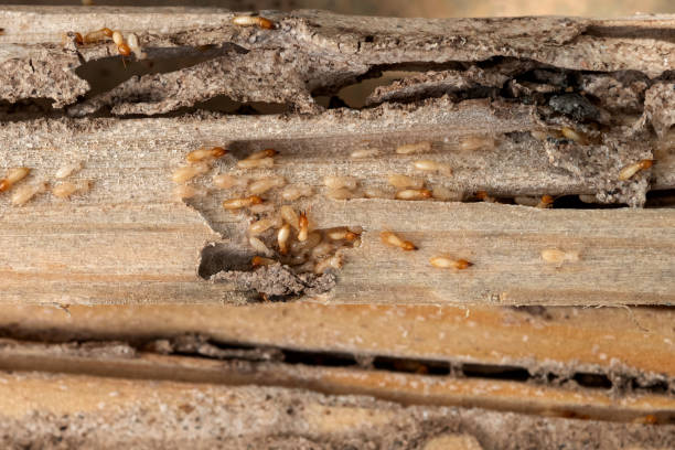 Best Pest Prevention Services  in Cottleville, MO